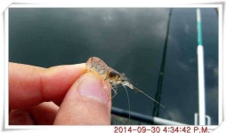 유료터정보 > 유료터점주조황 > 충남 아산 월선낚시터 9월 30일자 조황정보