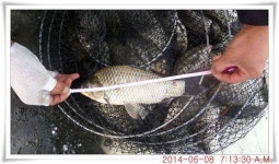 유료터정보 > 유료터점주조황 > 충남 아산 월선낚시터 6월 8일자 조황정보