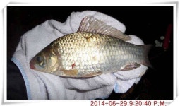 유료터정보 > 유료터점주조황 > 충남 아산 월선낚시터 6월 29일자 조황정보