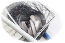 유료터정보 > 유료터점주조황 > [유일낚시터] 수요일부터는 장어가 추가 방류됩니다,