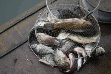 유료터정보 > 유료터점주조황 > 황금 빛나는 붕순이를 만나면...