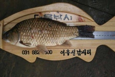 유료터정보 > 유료터점주조황 > 황금 빛나는 붕순이를 만나면...