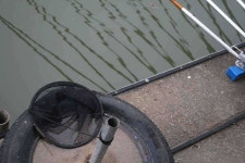 유료터정보 > 유료터점주조황 > 황금 빛나는 붕순이를 만나면...