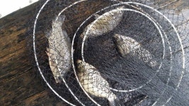 유료터정보 > 유료터점주조황 > 아름다움의 절정을 이루는 광명 낚시터~~~~~^^