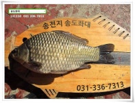 와프레쉬송도 | 유료터정보 > 유료터점주조황 > 비와 붕어의 이야기. 송전지 송도집 조황.