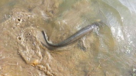 유료터정보 > 유료터점주조황 > 천안입장지 소식입니다