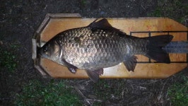 유료터정보 > 유료터점주조황 > 천안입장지 월요일 조황소식입니다.