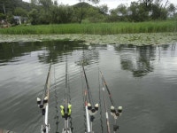 유료터정보 > 유료터점주조황 > [춘천 의암호] [광명낚시터] 붕어가 조사님을~~_