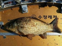 유료터정보 > 유료터점주조황 > 안성 죽산 장계지 주중 조항