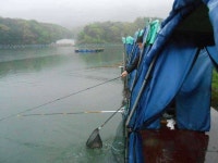 유료터정보 > 유료터점주조황 > *****조황소식******