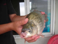 유료터정보 > 유료터점주조황 > 삼천낚시터 혹부리붕어출현