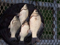 유료터정보 > 유료터점주조황 > 명절의 시작은 양촌에서