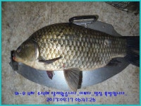 유료터정보 > 유료터점주조황 > 도심속의 작은 쉼터 ! 화성 관리 낚시터입니다.