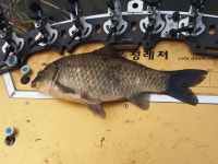 유료터정보 > 유료터점주조황 > 천안 입장낚시터 소식입니다.