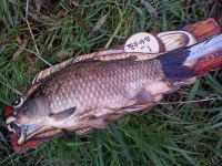 커뮤니티 > 자유게시판 > 남도방 짬낚시 대대왕박