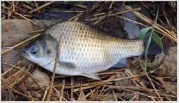 커뮤니티 > 자유게시판 > 붕어 아가미 거머리를 아십니까?