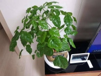 커뮤니티 > 자유게시판 > 이 나무? 화초? 이름 아시는분 계신지요..