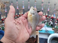 조황조행기 > 화보조행기 > 영암에 찾아온 봄