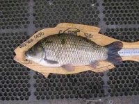 조황조행기 > 낚시점 조황 > 이젠 대물한방 노릴때입니다.