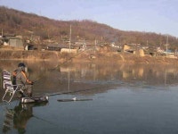 조황조행기 > 낚시점 조황 > 곶감의 고장 상주권 얼음낚시 조황입니다.