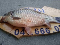 조황조행기 > 낚시점 조황 > 서,태안권 조황정보--스마트(잠홍지사진첨부)