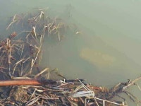 조황조행기 > 낚시점 조황 > 서,태안권 조황정보--스마트(잠홍지사진첨부)