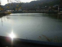 조황조행기 > 낚시점 조황 > 배스속에서의 귀한 붕순이들