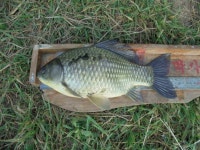 조황조행기 > 낚시점 조황 > [충주]입석.월상.추평지.조황....