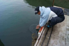 조황조행기 > 낚시점 조황 > 늘푸른낚시터 대물붕어와 충주호이모저모