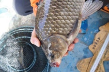 조황조행기 > 낚시점 조황 > 42대물붕어 제일낚시조황정보