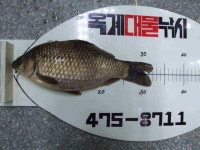 조황조행기 > 낚시점 조황 > 옥계대물낚시