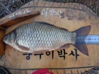 조황조행기 > 낚시점 조황 > 이박사 낚시 조황