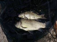 조황조행기 > 낚시점 조황 > 의흥권소류지와순호지...