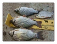 조황조행기 > 낚시점 조황 > 알제리전핫팅 윤낚시 김기호 실리곡 낚시터대물들