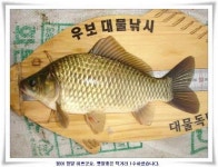 조황조행기 > 낚시점 조황 > 대형지 덩어리출현 ~~