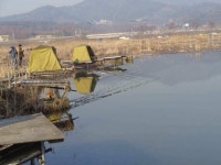 조황조행기 > 낚시점 조황 > 이박사 낚시
