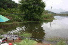 조황조행기 > 낚시점 조황 > 경산권 소류지 4짜들이 활발한 움직임을 보이고 있습니다.