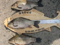 조황조행기 > 낚시점 조황 > 대자연에서 드리는 45cm 대물붕어소식입니다!!^0^