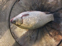 조황조행기 > 낚시점 조황 > (구탄금호낚시)조황