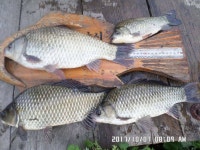 조황조행기 > 낚시점 조황 > 탄금호낚시대물38cm 36.5cm등등마리수조황