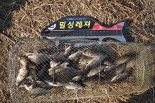 조황조행기 > 낚시점 조황 > 창녕권 51..48..48..월척 마릿수