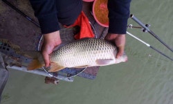 유료터정보 > 유료터조행기 > 5월1일. 용강지를 다녀오다.