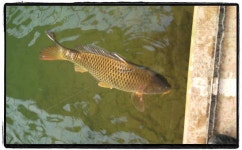 유료터정보 > 유료터조행기 > 매전낚시터 다녀왔습니다