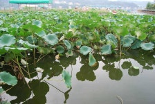 유료터정보 > 유료터조행기 > 봉재지대박사건