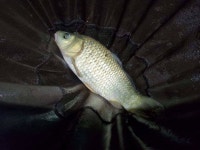 유료터정보 > 유료터조행기 > 배다리낚시터 손맛터 출조