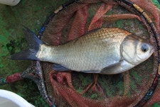 유료터정보 > 유료터조행기 > 떡붕어 맛집