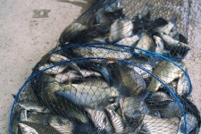 유료터정보 > 유료터조행기 > 환상적인찌맛과 당찬손맛의낚시터