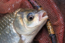 유료터정보 > 유료터조행기 > 새 붕어 입질 굿!