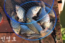 유료터정보 > 유료터조행기 > 만정낚시터 4주째 대박 행진