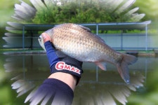 유료터정보 > 유료터조행기 > 이런 낚시가 - 동암낚시터